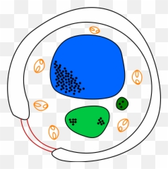 Yeast Cell Diagram Png Image - Fungi Cell Not Labelled,Yeast Png