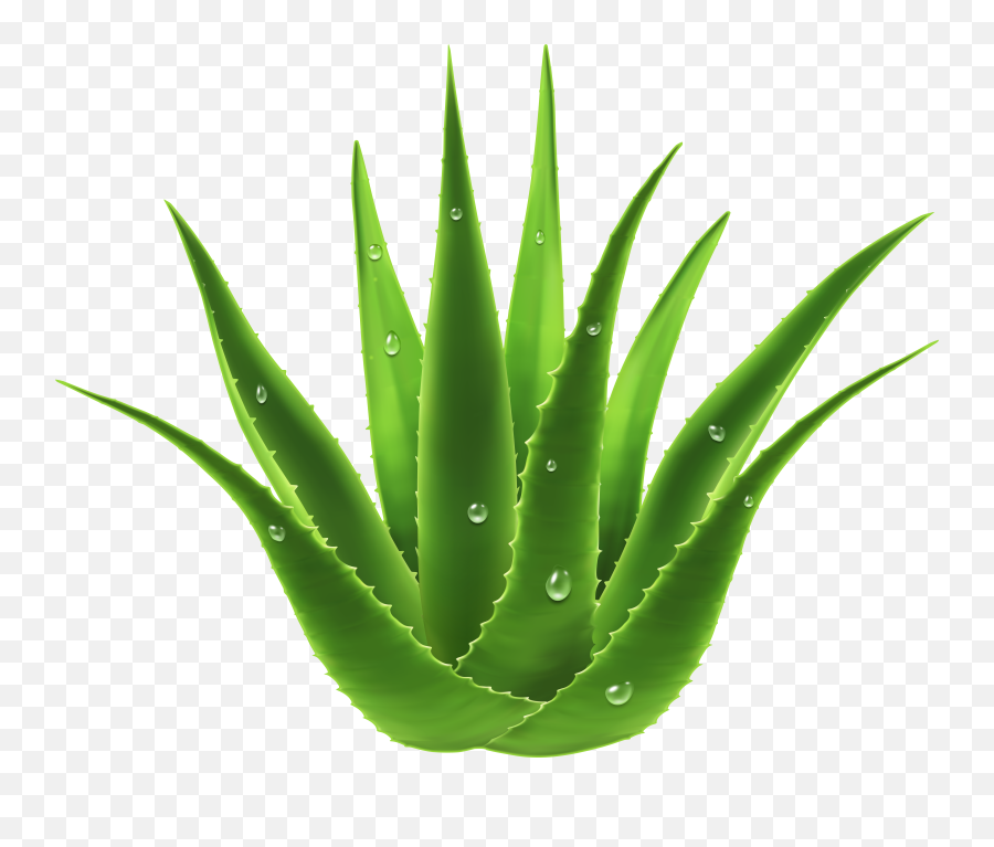 Download Free Png Aloe Vera Plant Transparent Image Background