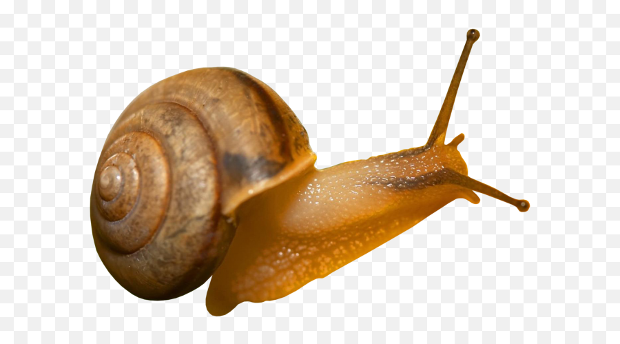 Snails Png - Snail Jpeg,Snail Transparent