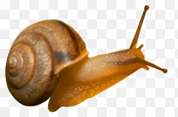 Snails Png - Snail Jpeg,Snail Transparent