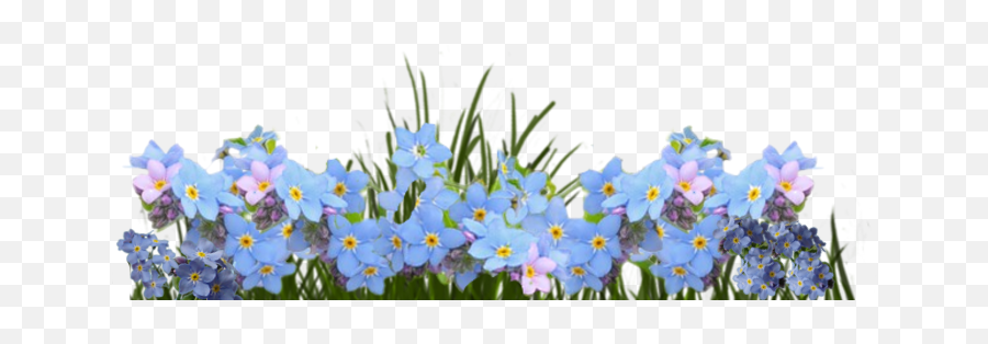 Dividers - Forget Me Not Png,Forget Me Not Png