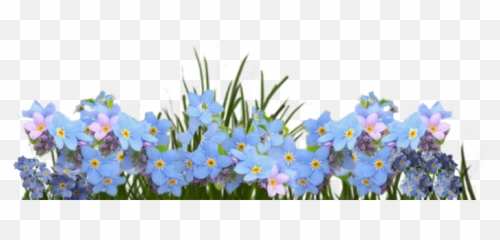 Dividers - Forget Me Not Png,Forget Me Not Png