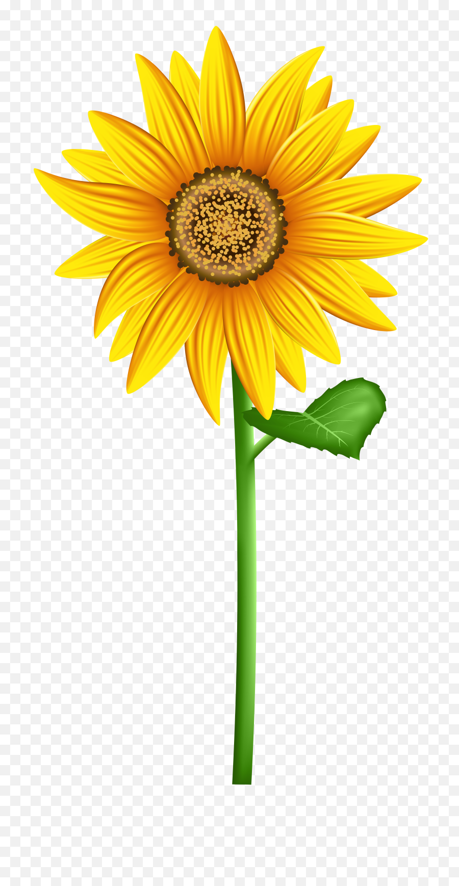 Sunflower Crown Transparent Clipart Png Background