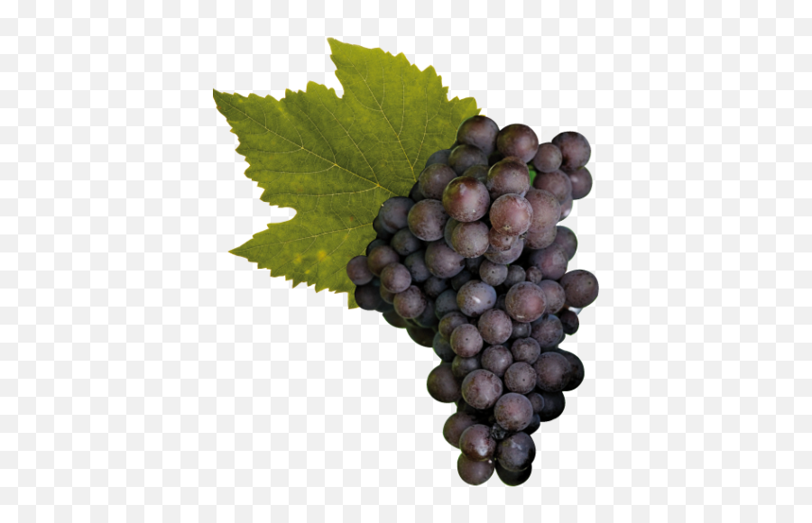 Cantine Ca Baradei Pinot Grigio - Pinot Grigio Grape Png,Grape Png