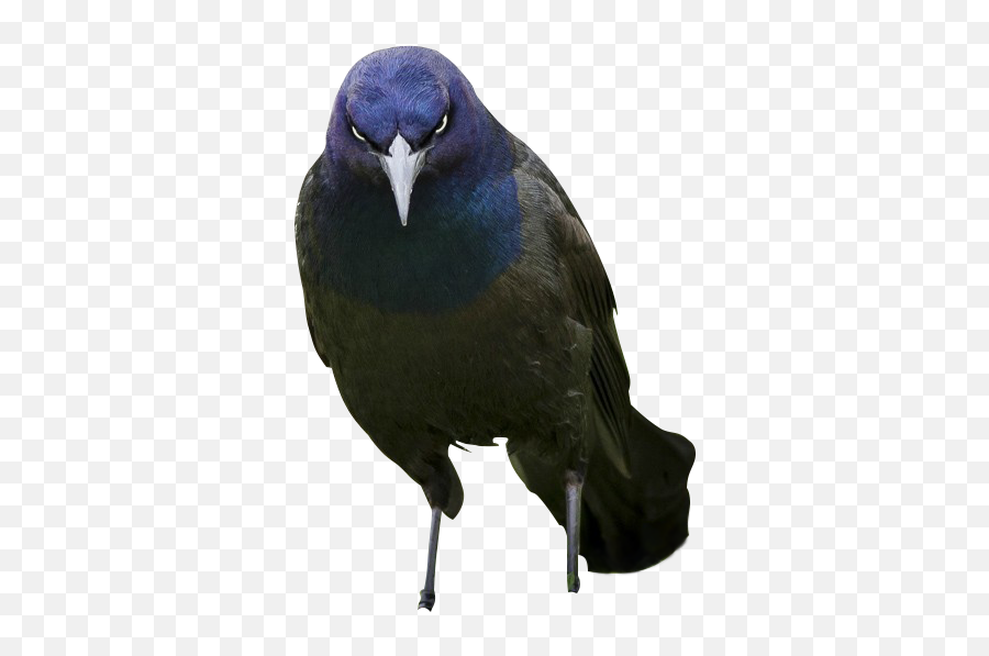 Evil Bird Cutout From Psb Cutouts - Boat Tailed Grackle Png,Bird Transparent