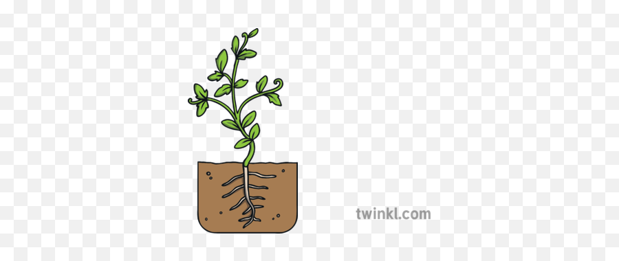 Tomato Plant Development Stage 4 Growth Seed Nature - Dragonfruit Black And White Png,Tomato Plant Png