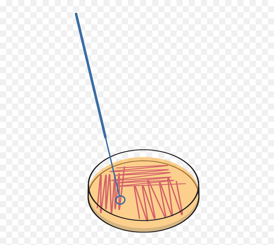 Bactograph - Vertical Png,Bacteria Transparent