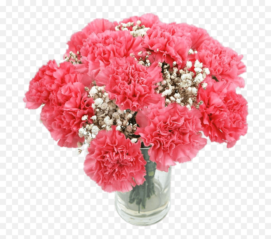 Pink Carnations Transparent Png - Pink Carnations,Carnation Png