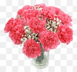 Pink Carnations Transparent Png - Pink Carnations,Carnation Png
