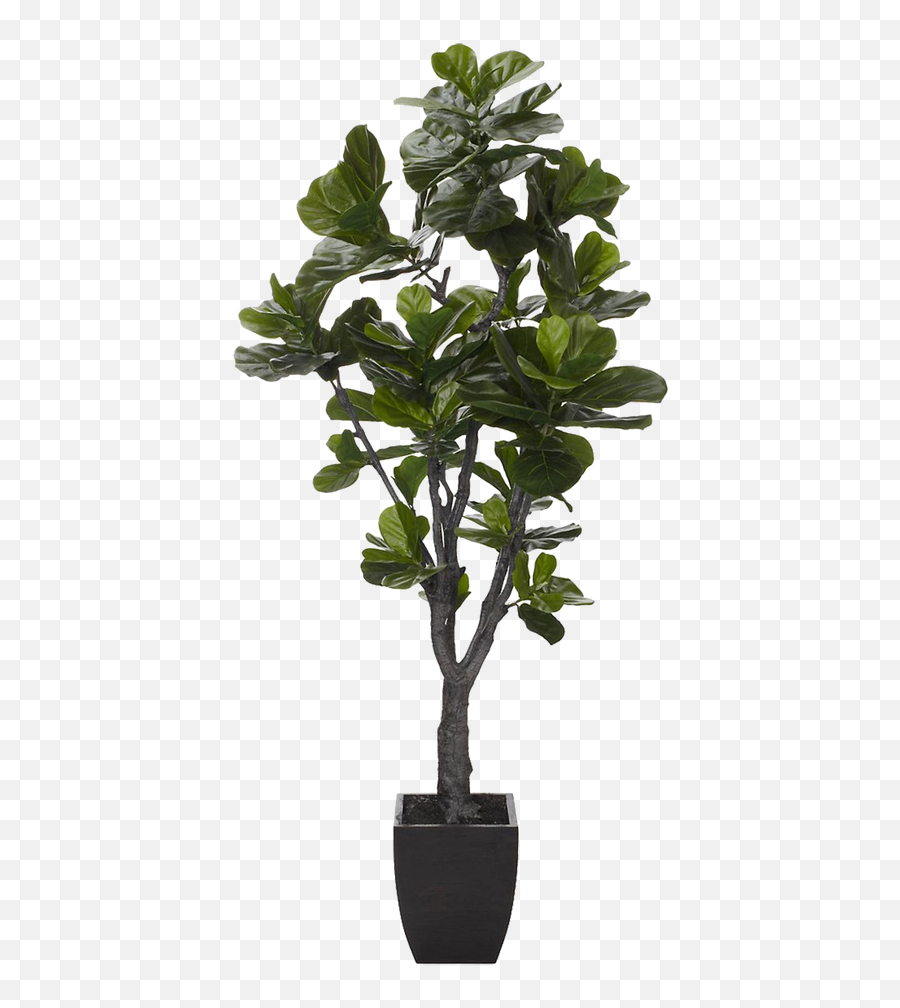 Fiddle Leaf Png 6 Image - Fiddle Leaf Fig Png,Fiddle Png