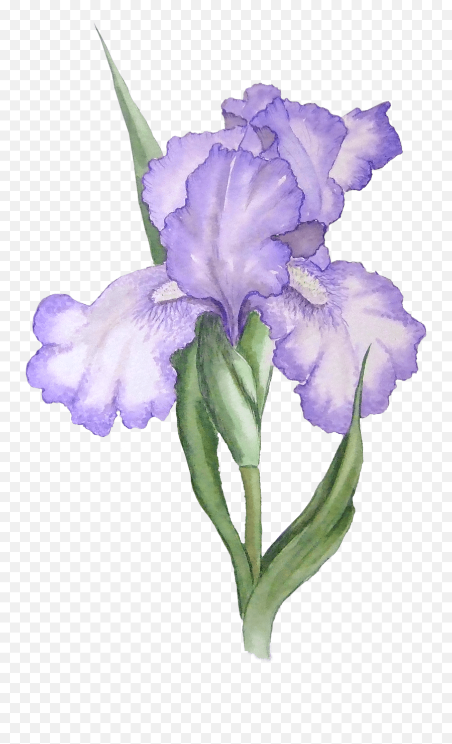 Iris Illustration Transparent Png - Watercolor Iris Flower Png,Iris Png