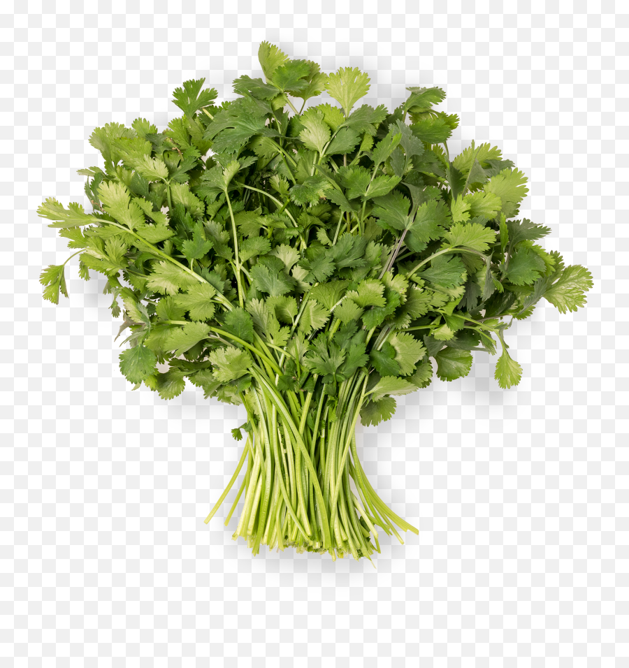 Coriander - Water Celery Png,Parsley Png