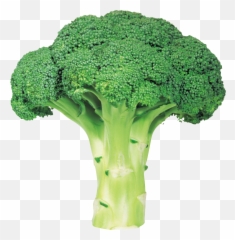 Green Fresh Broccoli Png Image