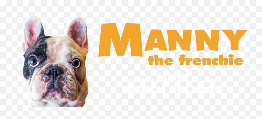 Manny The Frenchie Worldu0027s Most Followed French Bulldog - Language Png,French Bulldog Png