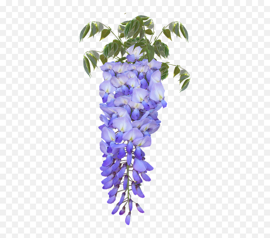 Wisteria Flower Purple - Glicine Png,Wisteria Png