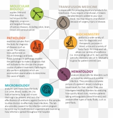 The Lab Behind Scenes Of Patient Care - St Josephu0027s Dot png