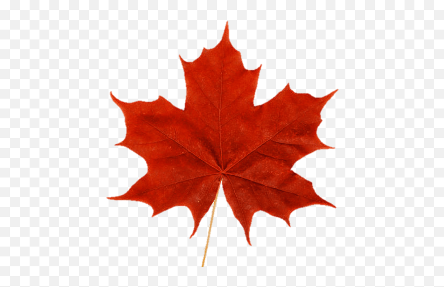 Png Cropped - Elsa Water Leak Logo,Canada Maple Leaf Png