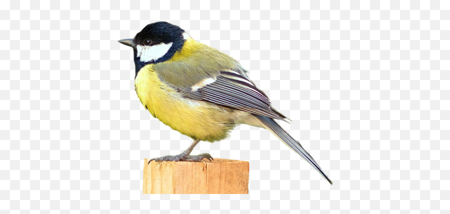Standing Png Images Download Transparent Image - Great Tit,Tit Icon
