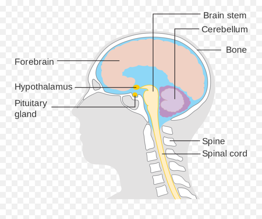 Learn About The Structure Of Brain Schooled By Science - Diagram Png,Human Brain Png