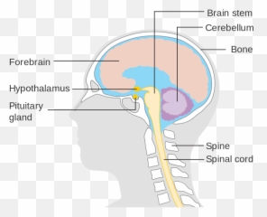 Learn About The Structure Of Brain Schooled By Science - Diagram Png,Human Brain Png