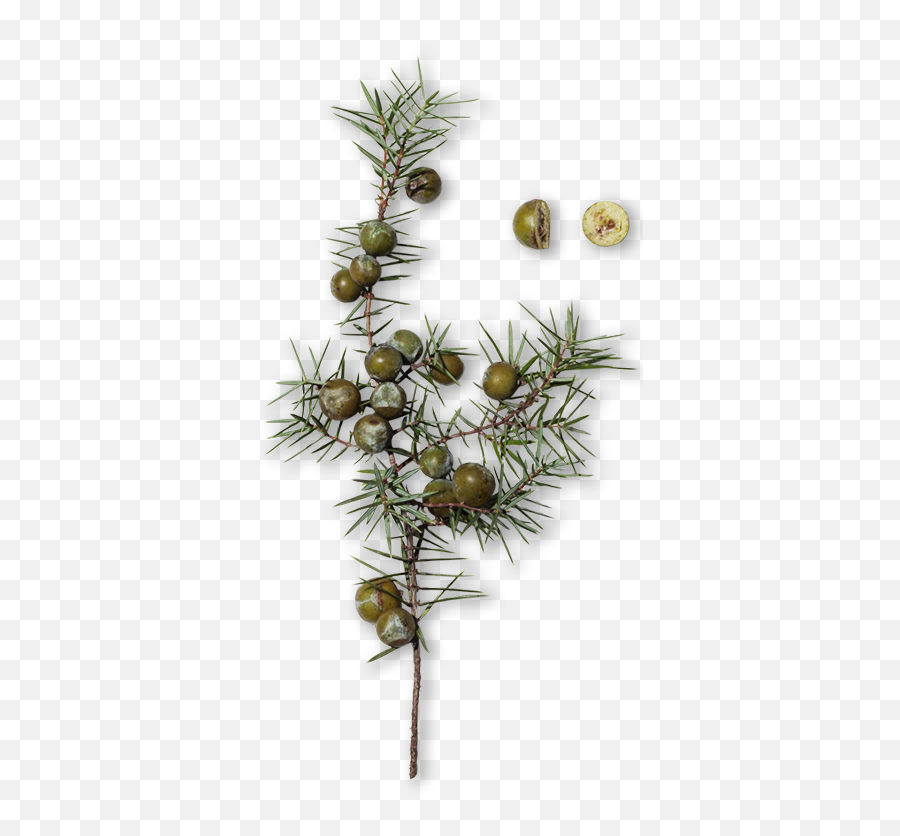 Juniper Berry - Mexican Pinyon Png,Juniper Png