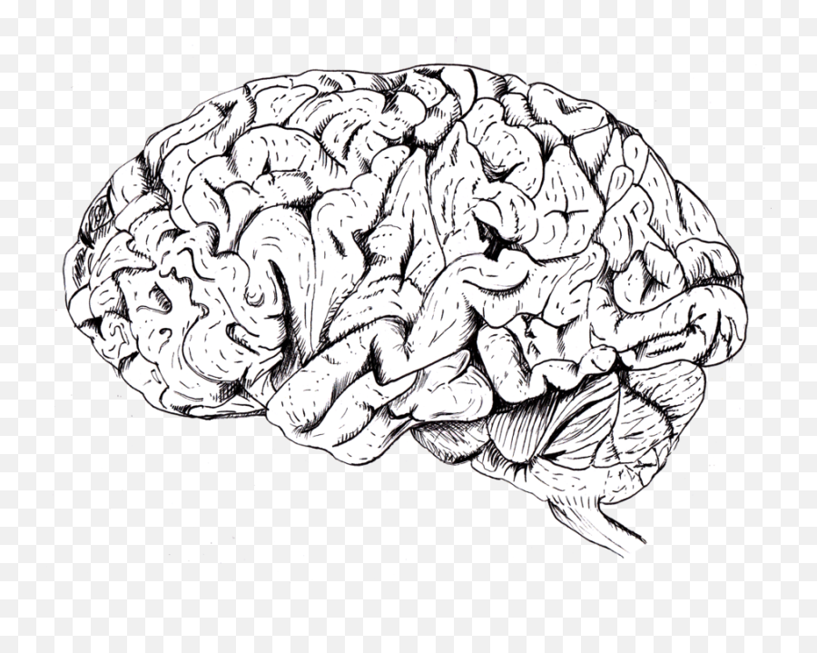 Download Drawn Brain Tumblr Transparent - Transparent Brain Drawing Png,Brain Transparent Background