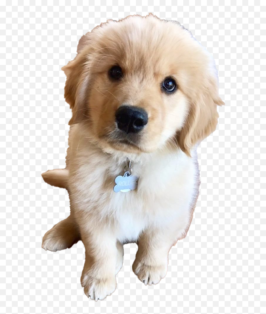 Golden Retriever Puppy Png Clipart All - Golden Retriever Puppies,Puppy Clipart Png