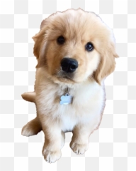 Golden Retriever Puppy Png Clipart All - Golden Retriever Puppies,Puppy Clipart Png