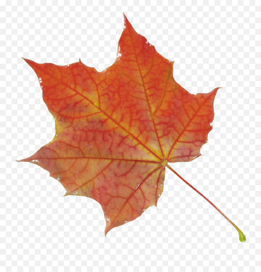 Fall Leaf Png Hd - Leaves Png,Autumn Leaves Png
