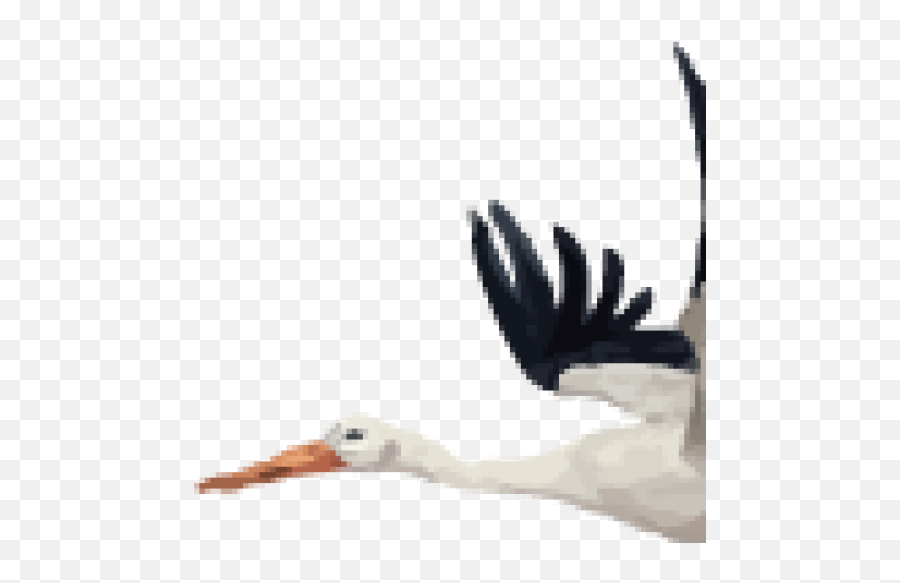 Cropped Png Stork