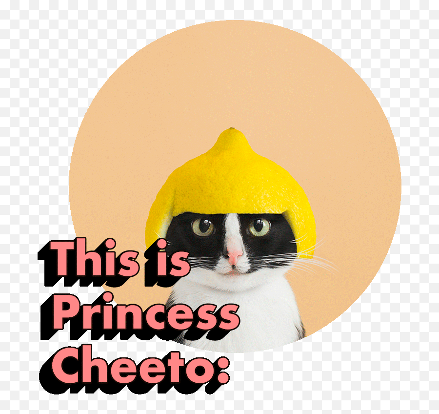 Princess Cheeto - Snowshoe Png,Cheeto Transparent
