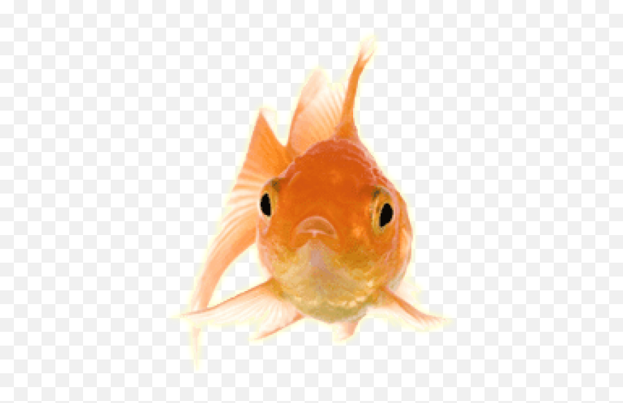 Free Png Download Gold Fish Front - Fish Front Png,Goldfish Transparent Background