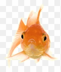 Free Png Download Gold Fish Front