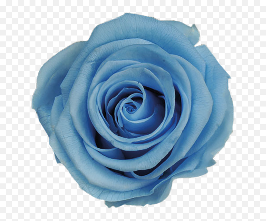 Ice Blue Roses Png U0026 Free Rosespng Transparent - Light Blue Roses Transparent,Blue Rose Png