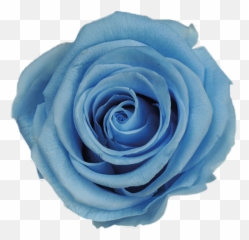 Ice Blue Roses Png U0026 Free Rosespng Transparent - Light Blue Roses Transparent,Blue Rose Png