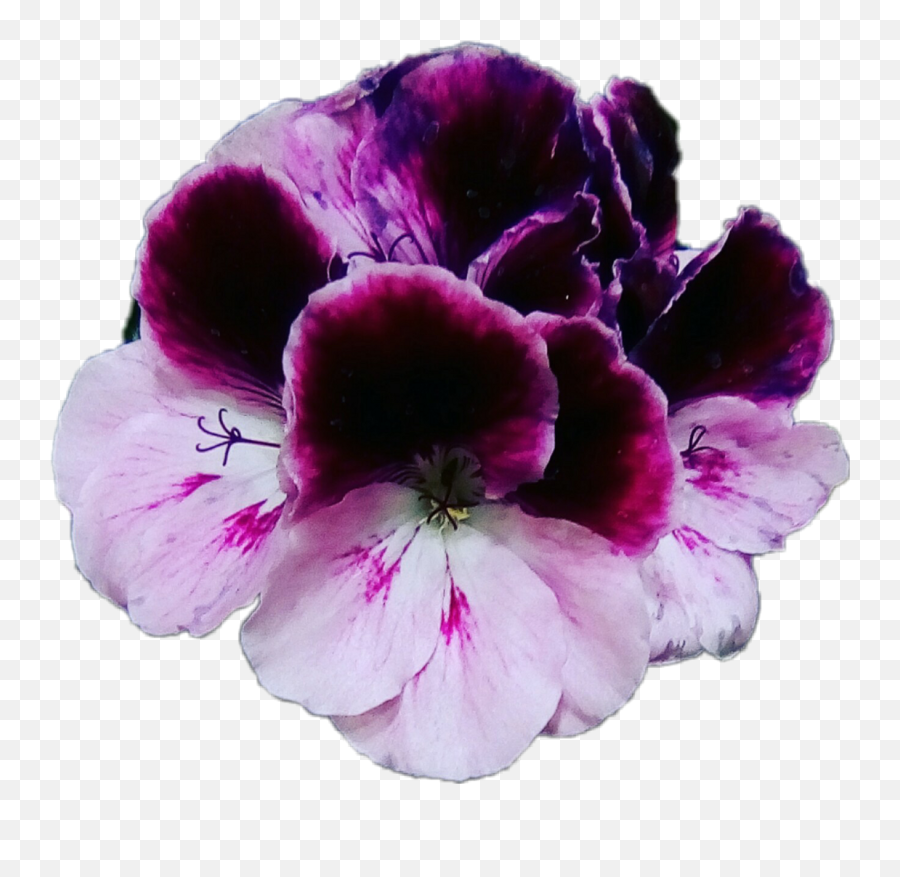 Download Flores Violet Violets Violetas - Plants Png,Violets Png