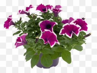 Petunia Png Picture Mart - Surfinia Hot Pink Rose,Bougainvillea Png