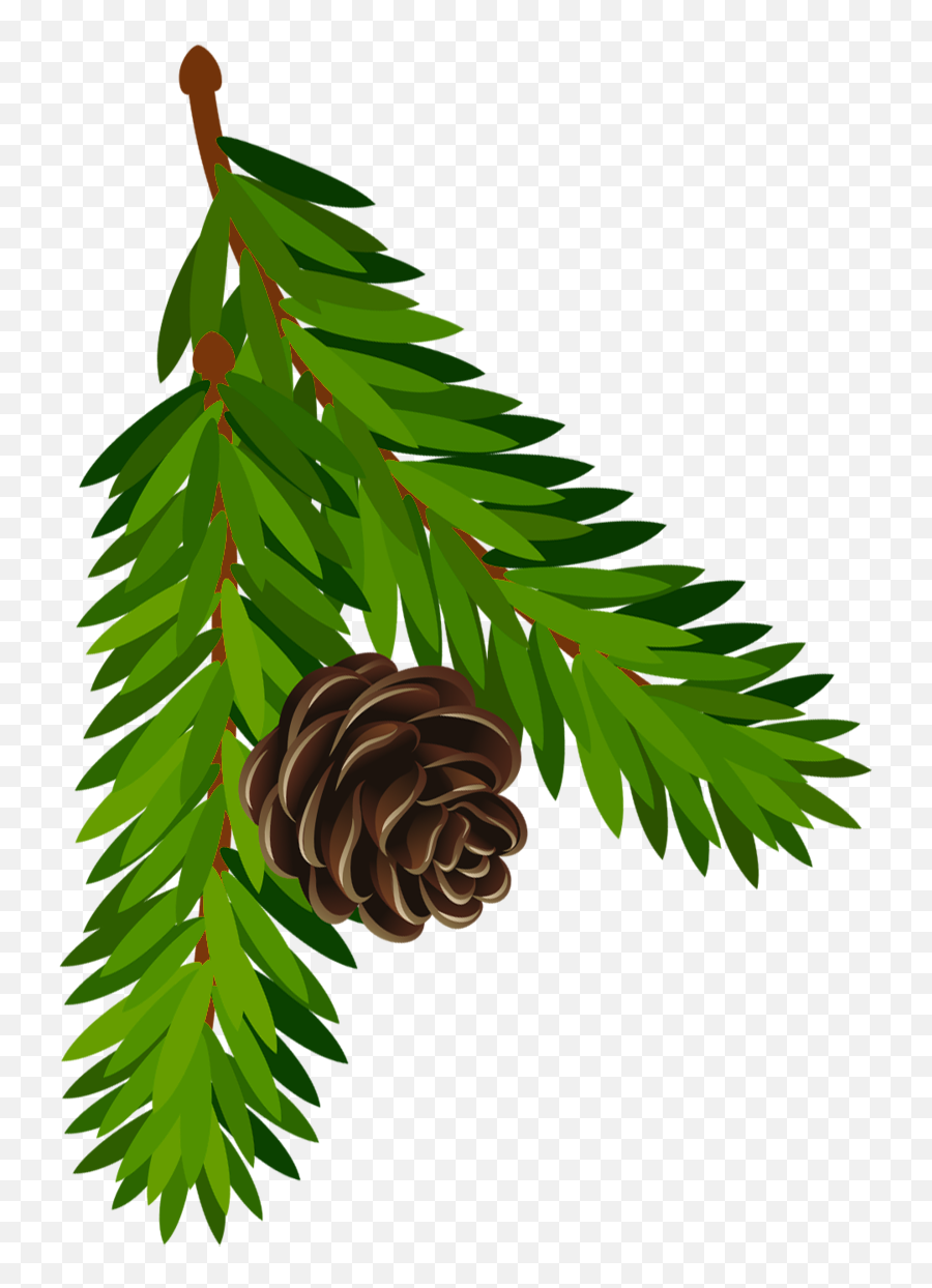 Transparent Pine Branch With Cone - Pine Illustration Png,Pine Cone Png