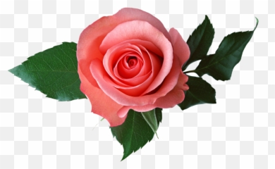 Pink Rose - Transparent Background Roses Clipart Clear With png