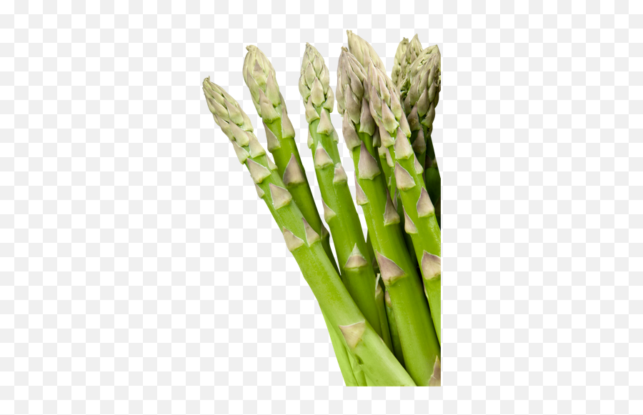Download Hd Botanical Name Of Asparagus Transparent Png - Scientific Name Of Asparagus,Asparagus Png