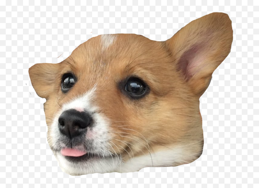 Pembroke Welsh Corgi Cardigan - Corgi Png,Corgi Png