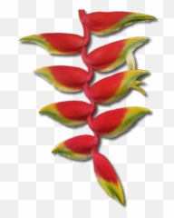 Basilisk Blooms - Tropical Flowers North QLD Queensland png