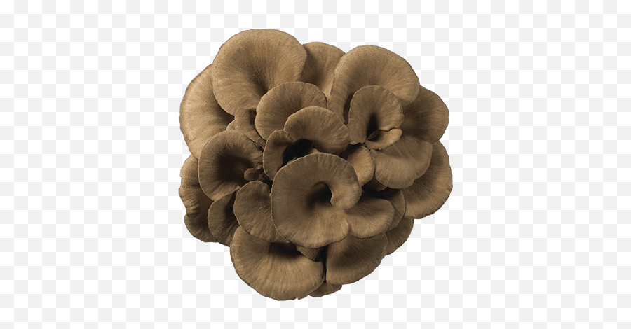 Maitake Hokto Kinoko Company - Hongo Maitake Png,Mushroom Transparent