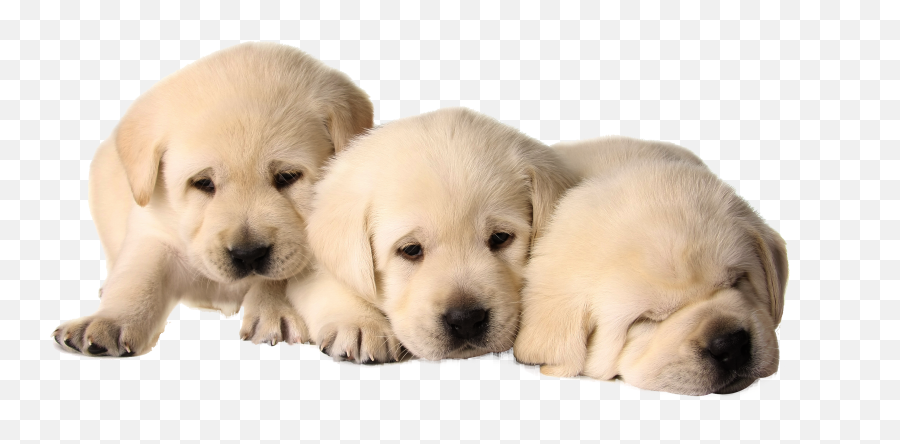 Download Puppies Png - Soft,Puppies Png