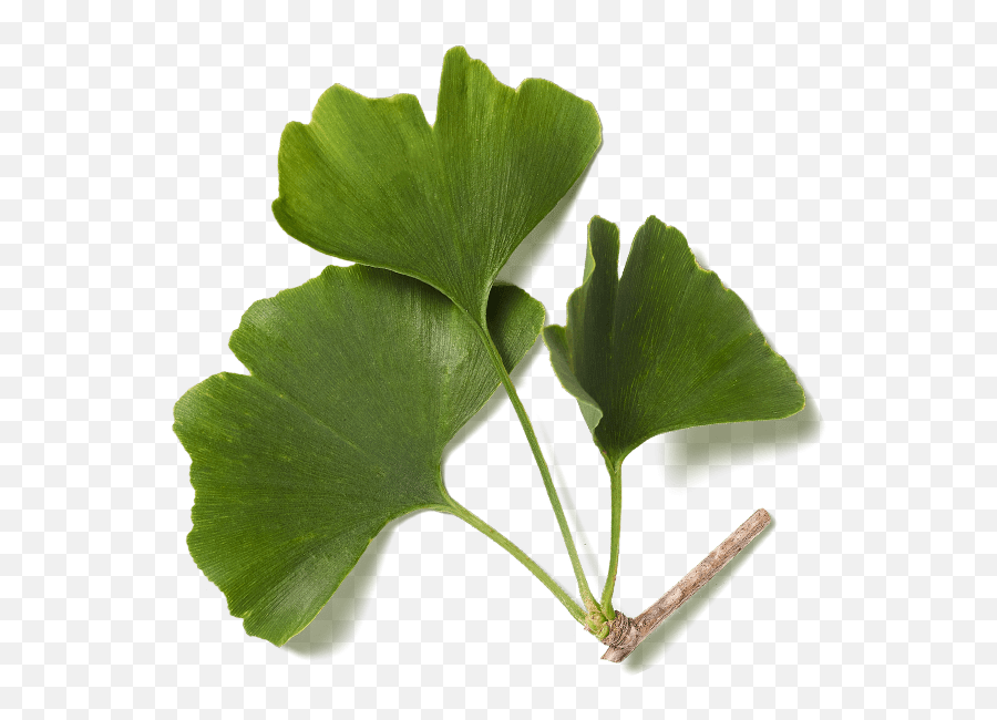 Ginkgo Png - Lovely,Parsley Png