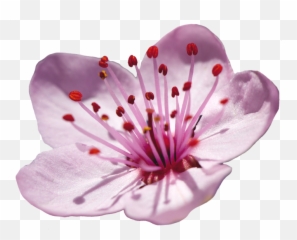 Cherry Blossom Of The Prunus Genus - Single Flower png