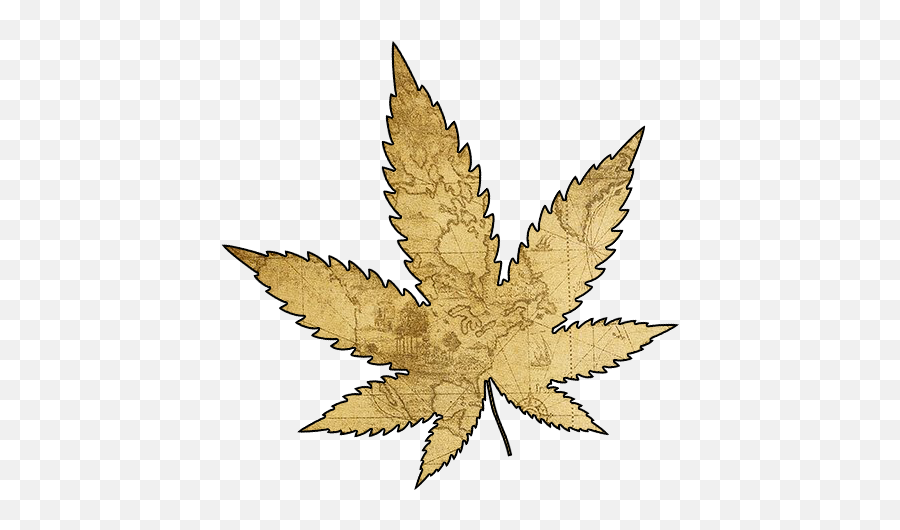 Cannabis 101 History U0026 Educational Information Mmp Directory - Maple Leaf Png,Marijuana Leaf Transparent