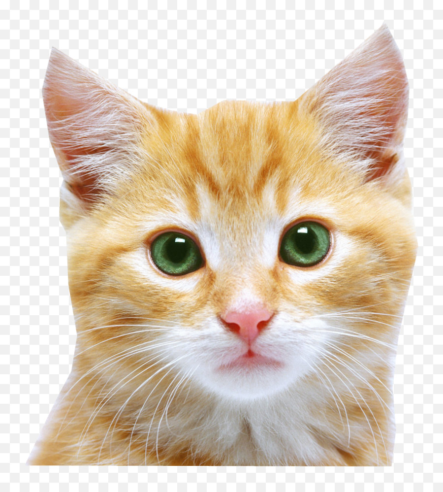 Cat Png - Cat Face Transparent Background Transparent Transparent Cat Face Png,Cat With Transparent Background