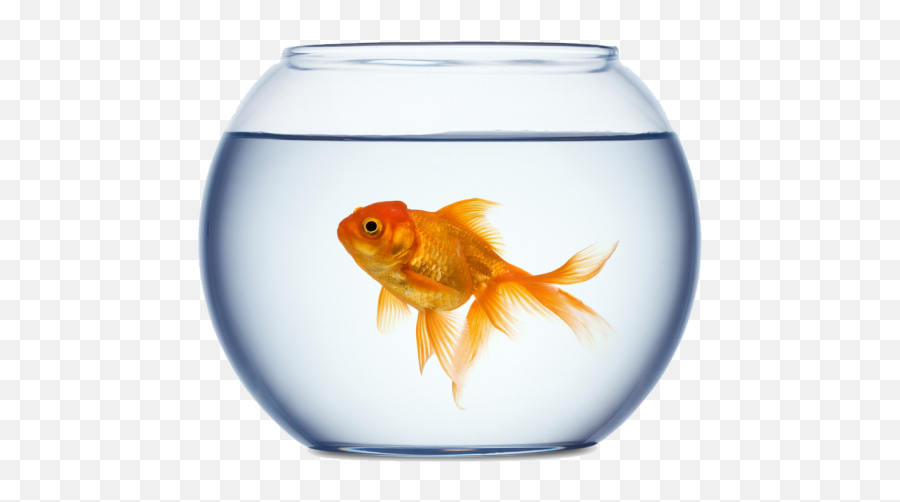 App Insights Golden Fishbowl Live Wallpaper Apptopia - Fish Bowl Price In Nepal Png,Fish Bowl Icon