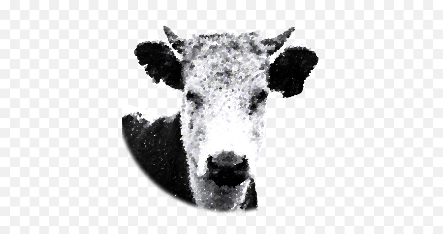 Contact U2013 Tarinore Farm - Cow Png,Cow Head Icon